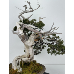 Juniperus sabina -sabina rastrera- A00839 vista 6