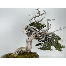 Juniperus sabina -sabina rastrera- A00839 vista 5