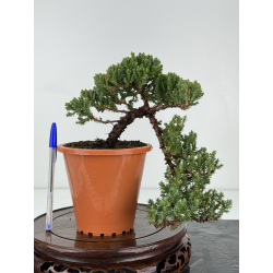 Juniperus procumbens nana -sonare-  I-6904