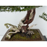 Taxus baccata I-6902