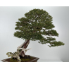 Taxus baccata I-6902