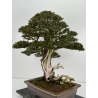 Taxus baccata I-6902