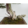 Taxus baccata I-6902