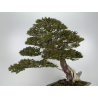 Taxus baccata I-6902