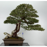 Taxus baccata I-6902