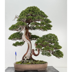 Juniperus chinensis itoigawa I-6900