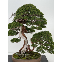 Juniperus chinensis itoigawa I-6900 vista 2