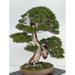 Juniperus chinensis itoigawa I-6900 vista 3