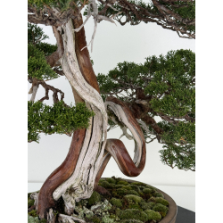 Juniperus chinensis itoigawa I-6900 vista 4