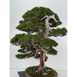 Juniperus chinensis itoigawa I-6900 vista 5