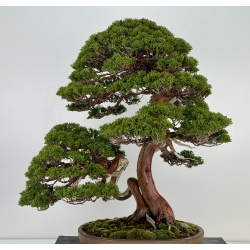 Juniperus chinensis itoigawa I-6900 view 6