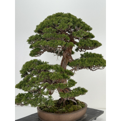 Juniperus chinensis itoigawa I-6900 vista 7