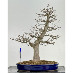 Acer buergerianum I-6917