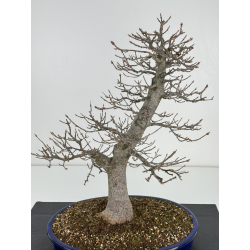 Acer buergerianum I-6917 view 2