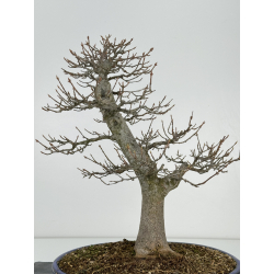 Acer buergerianum I-6917 vista 5