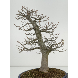 Acer buergerianum I-6917 vista 6