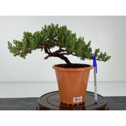 Juniperus procumbens nana -sonare-  I-6906
