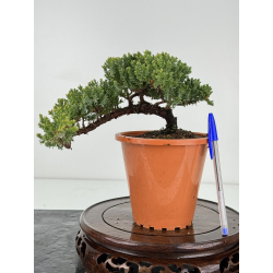 Juniperus procumbens nana -sonare-  I-6907