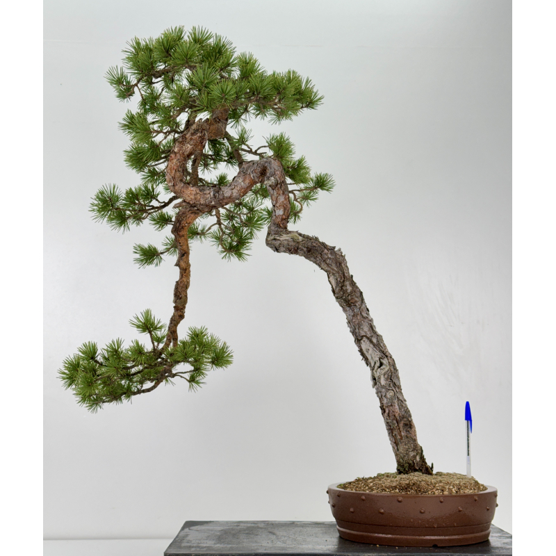 Pinus sylvestris - pino silvestre europeo - I-6918