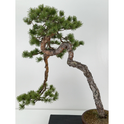 Pinus sylvestris - pino silvestre europeo - I-6918 vista 2