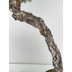 Pinus sylvestris - pino silvestre europeo - I-6918 vista 3
