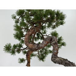 Pinus sylvestris - pino silvestre europeo - I-6918 vista 4