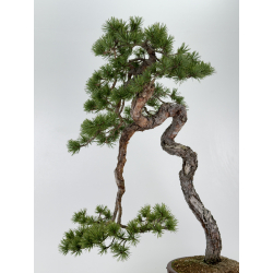 Pinus sylvestris - pino silvestre europeo - I-6918 vista 5