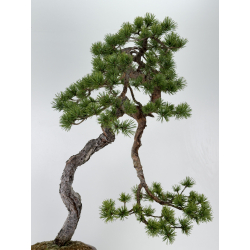 Pinus sylvestris - pino silvestre europeo - I-6918 vista 6