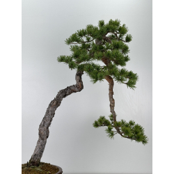 Pinus sylvestris - pino silvestre europeo - I-6918 vista 7