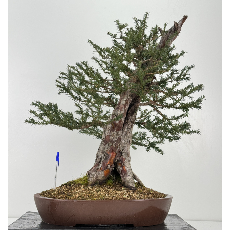 Taxus baccata  I-6919