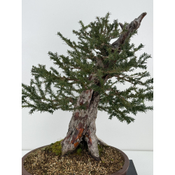 Taxus baccata  I-6919 view 2