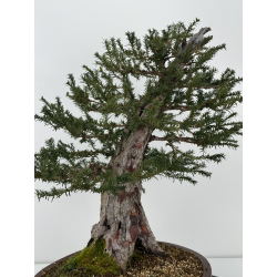 Taxus baccata  I-6919 view 3