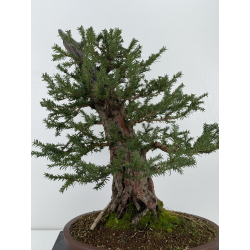 Taxus baccata  I-6919 view 4
