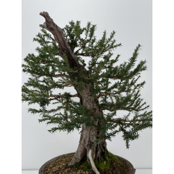 Taxus baccata  I-6919 view 5