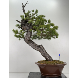 Pinus sylvestris -pino silvestre europeo- I-6920