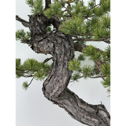 Pinus sylvestris -pino silvestre europeo- I-6920 vista 3