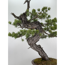 Pinus sylvestris -pino silvestre europeo- I-6920 vista 4