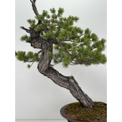 Pinus sylvestris -pino silvestre europeo- I-6920 vista 2