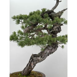 Pinus sylvestris -pino silvestre europeo- I-6920 vista 5