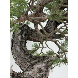 Pinus sylvestris -pino silvestre europeo- I-6920 vista 7