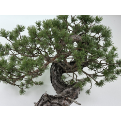 Pinus sylvestris I-6920 view 8