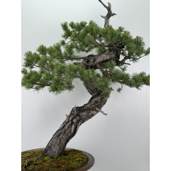 Pinus sylvestris -pino silvestre europeo- I-6920 vista 6