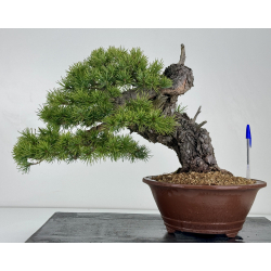Pinus sylvestris I-6921