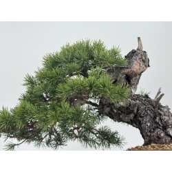 Pinus sylvestris I-6921 view 3