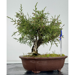 Juniperus phoenicea -sabina negral- I-6924