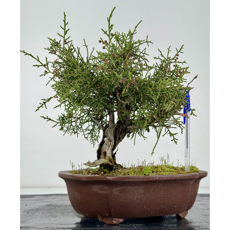Juniperus phoenicea I-6924