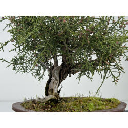 Juniperus phoenicea -sabina negral- I-6924 vista 2