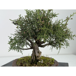 Juniperus phoenicea -sabina negral- I-6924 vista 3