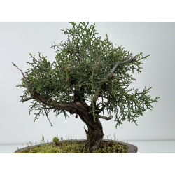 Juniperus phoenicea -sabina negral- I-6924 vista 4