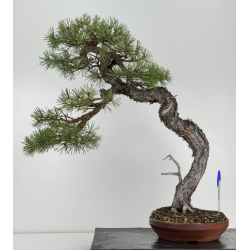 Pinus sylvestris - pino silvestre europeo - I-6925